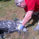 Illustration for article titled Unfortunate Crash Leaves Man And Dog Coated In Paint